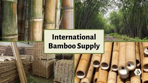 B Bamboo: Ein vielseitiger Rohstoff für die Textilindustrie der Zukunft!