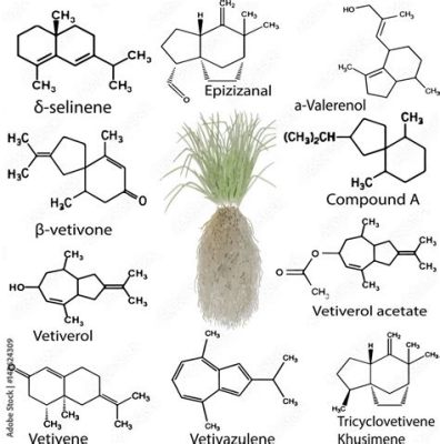  Vetiveröl - Eine duftende Reise in die Welt der aromatischen Inhaltsstoffe und Biopesticde!