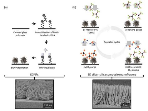 Imiglycan: Hochentwickelte Nanostrukturen für innovative Biomedizintechnik!