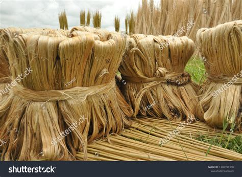  Jute – Ein Naturfasern Wunder für die Zukunft des Leichtbaus und der Verbundwerkstoffe!